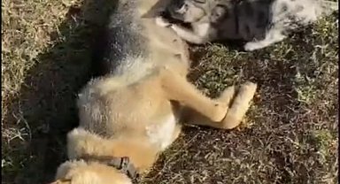 Orman işçisinin kalp masajı yaptığı köpek kurtarılamadı