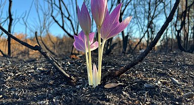Orman yangınında yanan alanda çıkan 'güz çiğdemi' umut oldu