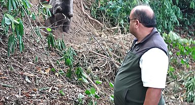 Ormanda tuzağa takılan ayı, iğneyle bayıltılarak kurtarıldı