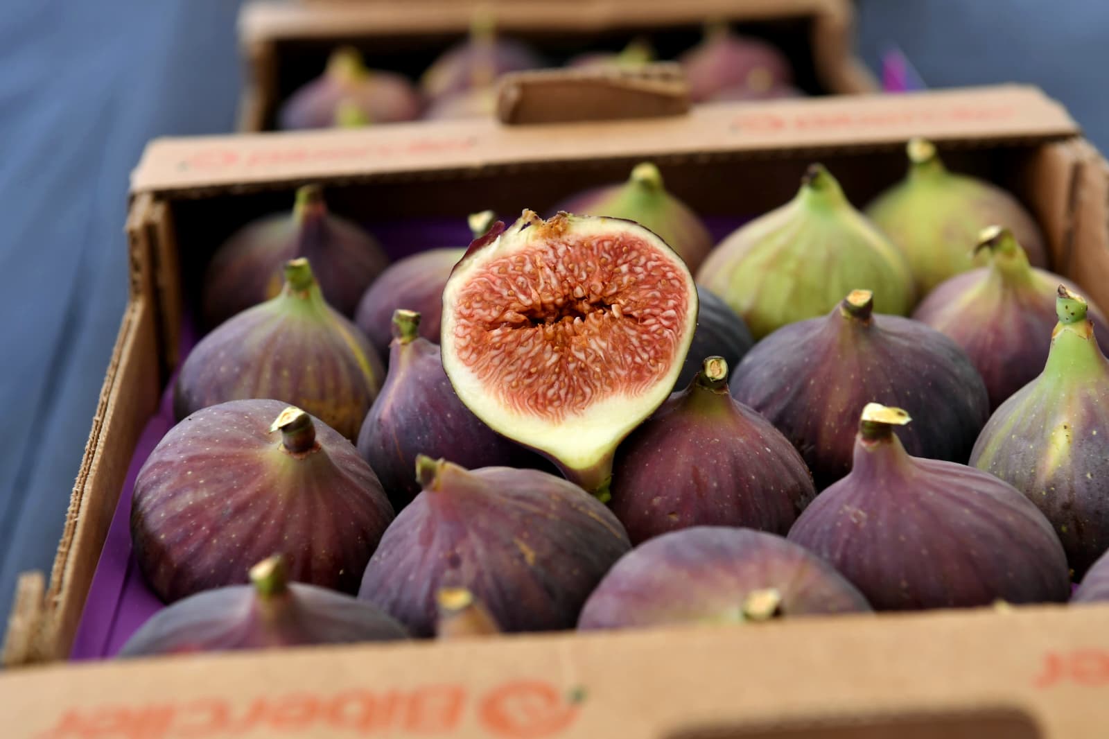 Osmangazi Belediyesi’nden Dünyaca Ünlü Siyah İncire Festival