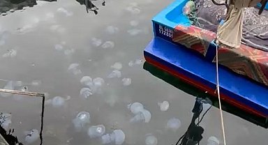 Prof. Dr. Dindar: Marmara'da görülen denizanası yoğunluğu müsilajın da habercisi