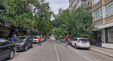 Rüzgarın devirdiği ağaç, otomobilin üzerine düştü