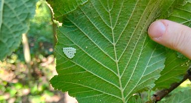 Samsun'da 1 milyonun üzerinde samuray arısı doğaya salındı