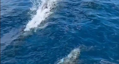 Saros'ta tekneyle yarışan yunus sürüsü kamerada