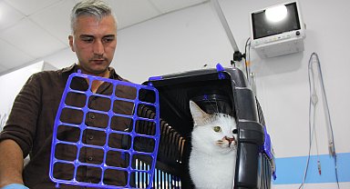 Şehir değiştirince depresyona giren 'Paşa' kediye antidepresanlı tedavi