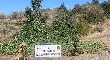 Şırnak'ta 42 bin kök kenevir ele geçirildi: 5 gözaltı