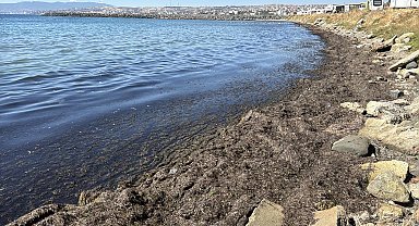 Tekirdağ kıyılarını yosun kapladı