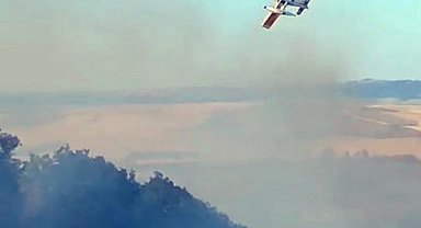 Tekirdağ'da anız yangını ormana sıçradı; 3 saatte kontrol altında