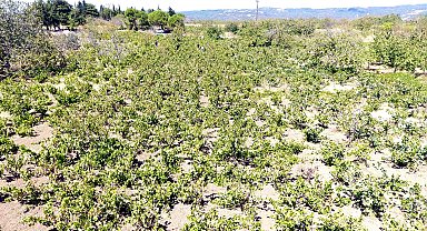 Tekirdağ'da kuraklık üzümde rekolte ve kalite kaybına neden oldu