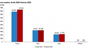 TÜİK: Büyükbaş sayısı 17,2 milyon, küçükbaş sayısı 58,2 milyon oldu
