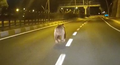 Tunceli'de kara yoluna inen bozayı kamerada