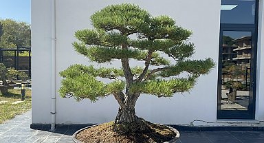 Türkiye'nin ilk, Avrupa'nın en büyük Bonsai Müzesi'ne ilgi; 3 eser 'The Trophy'de sergilenecek
