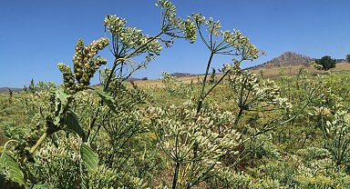 Türkiye'nin rezene üretim merkezi Burdur'da sezonun son hasadı yapıldı