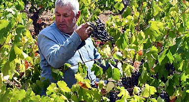 Ürettikleri üzüm suyunu Avrupa ülkelerine satıyorlar