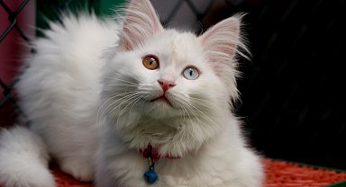 Van'da Kedi Villası'nda doğum sezonu tamamlandı