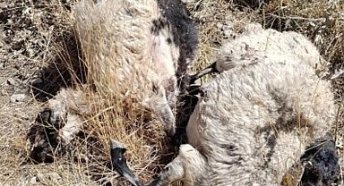 Van'da kurtların saldırdığı sürüde 70'ten fazla koyun öldü