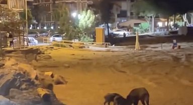 Yaban domuzları sahile indi