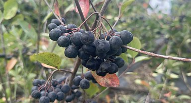 Yalova'da 'aronya' hasadı başladı