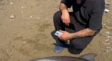 Yalova'da ölü yunus kıyıya vurdu