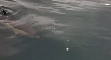 Yanına yaklaşan yunusu ekmek ve domatesle besledi