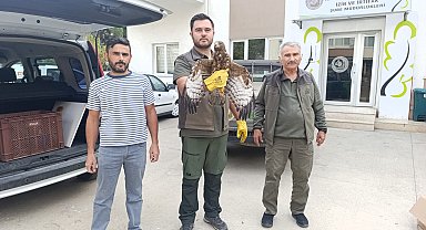 Yaralı bulduğu şahini ekiplere teslim etti