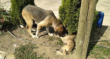 Yavru köpeğe araç çarptı; annesi başından ayrılmadı