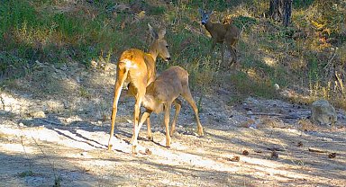 Yavrularıyla gezen boz ayı ve karacalar fotokapanda