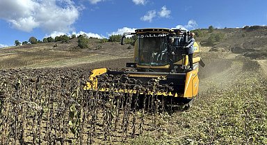 Yerli ve milli hibrit ayçiçeği, Kocaeli'nde hasat edildi