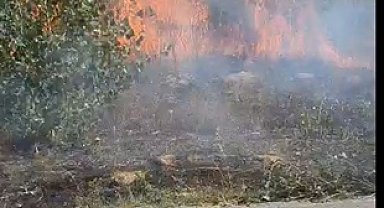 Yol kenarında, ağaçlık alanda çıkan yangın büyümeden söndürüldü