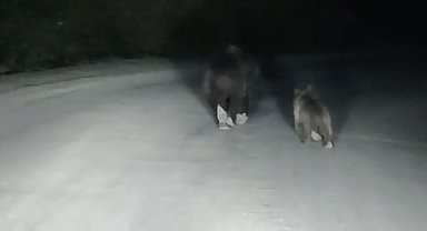 Yola inen bozayı ve yavrusu kamerada