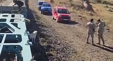 Yük treni büyükbaş sürüsüne çarptı; 5 inek öldü