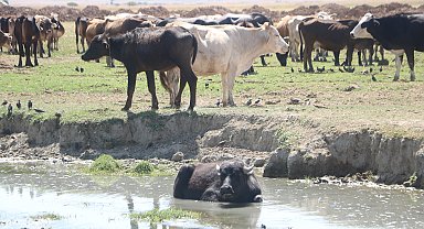 Yüksekova'da manda yetiştiriciliği yeniden geçim kaynağı oldu