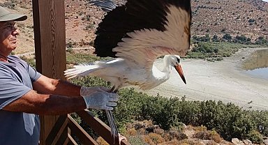 Yuvadan düşüp korumaya alınan yavru leylek 'Kibar' doğaya salındı