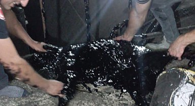 Zift kazanına düşen köpek öldü