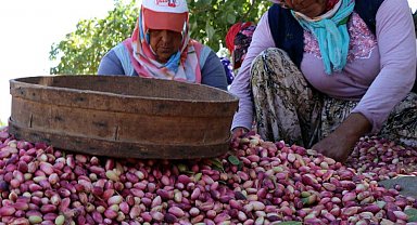 Zirai don ve kuraklık fıstık rekoltesini düşürdü