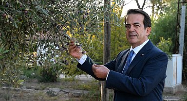 1210 ve 770 yaşındaki 2 zeytin ağacından 70 kilo mahsul bekleniyor