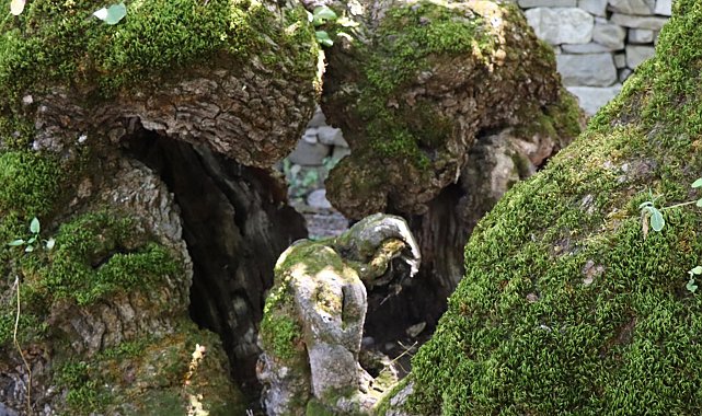 300 yıllık dut ağacında insan silueti