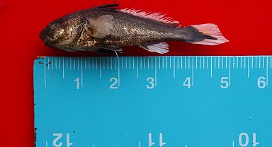 'Müsilajın balıkların üreme sistemine doğrudan etkisi yok'