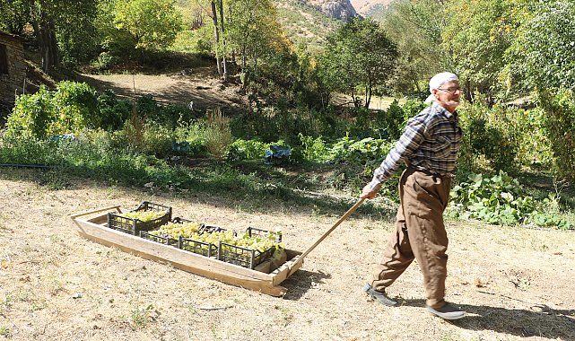 80 yaşında, her yıl tonlarca üzümü kızakla köyüne taşıyor