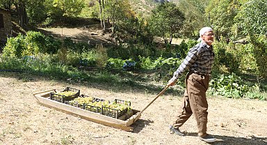 80 yaşında, her yıl tonlarca üzümü kızakla köyüne taşıyor