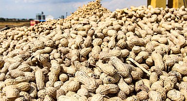 Adana'da hasadı devam eden yer fıstığının kilo fiyatı 50 TL'ye düştü