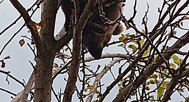 Ağaca çıkan yavru ayı mahsur kaldı