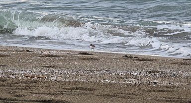 Akça cılıbıt sahilde beslenirken görüntülendi