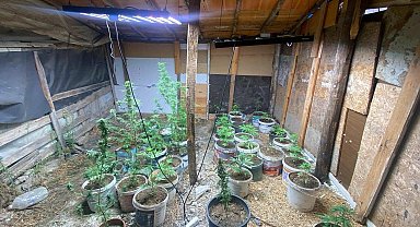 Aydın'da sera kurup, Hint keneviri yetiştiren 2 kişi gözaltına alındı