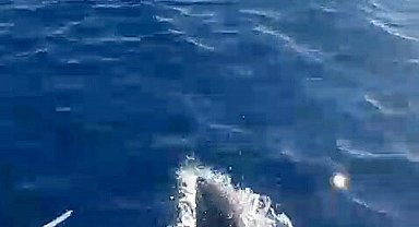 Balıkçı teknesinin yanında yüzen yunuslar kamerada