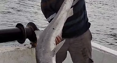 Balıkçıların ağına köpek balığı takıldı