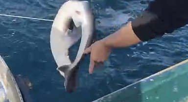 Bartın açıklarında balıkçıların ağına köpek balığı takıldı