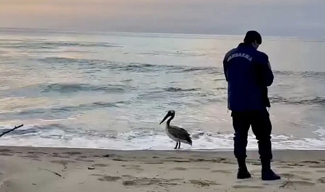 Bartın sahilinde pelikan görüldü