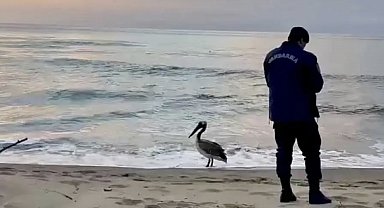 Bartın sahilinde pelikan görüldü