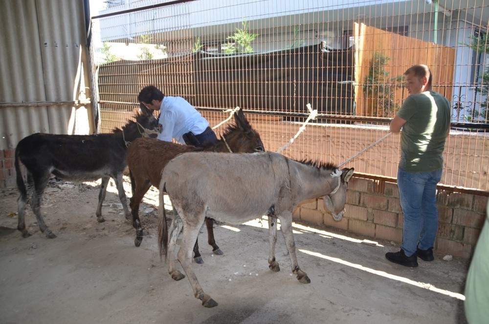 Başıboş eşeklere belediye sahip çıktı